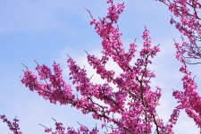 Redbud Blooms And Blue Sky