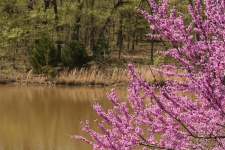 Redbud Tree And Country Pond