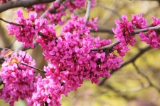 Redbud Tree Blossoms Close-up 2