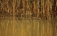 Reflections Of Reeds In Water