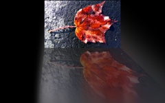Reflective Autumn Leaf