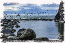Rocky Beach And Seagulls