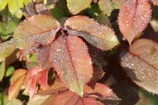 Rose Leaves And Dew