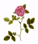 Rose Vintage Illustration
