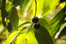 Round Green Berry Fruit On A Tree