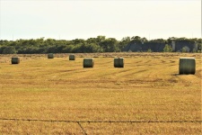 Round Hay Bales In Field