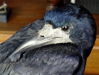 Scary Stuffed Raven Bird