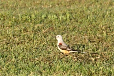 Scissor-tailed Flycatcher In Grass