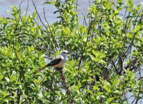 Scissor-tailed Flycatcher In Tree