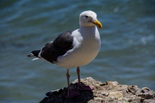 Seagull At The Sea