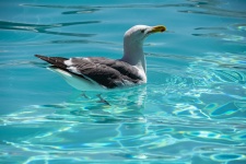 Seagull In Pool