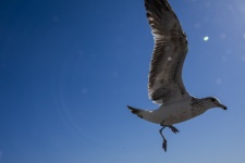Seagull Landing