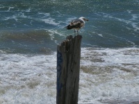 Seagull On A Pier Piling