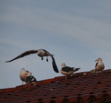 Seagulls On Roof
