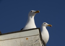 Seagulls On The Roof