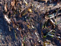 Seaweed Texture Background