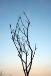 Silhouette Of Slim Bare Tree