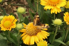 Silvery Checkerspot Butterfly 4