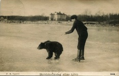 Skating After Bear Cub Sweden