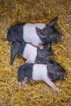 Sleeping Piglets