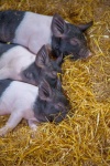 Sleeping Piglets