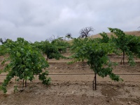 Small Vineyard Santa Clarita