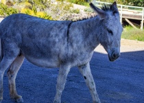 Spotted Young Donkey