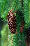 Spruce Cone