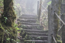 Stairs On A Path In The Rain Forest