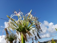 Sumatra Lily Plant Hawaii