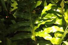 Sunlight On Fern Leaf