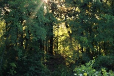 Sunset Path Through Woods