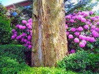 Sycamore And Rhododendron