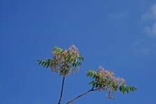 Syringa Blossoms Against Blue Sky