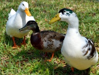 Three Ducks In A Row