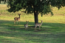 Three White-tail Deer In Field