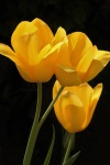 Three Yellow Tulips On Black