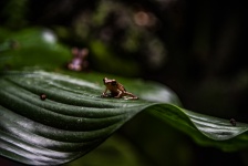 Tiny Reed Frog