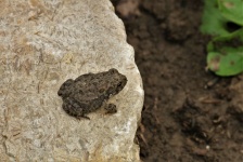 Tiny Tree Frog On Rock