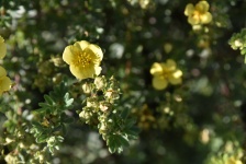 Tiny Yellow Wildflower