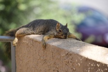 Too Hot For Fox Squirrel