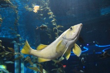 Toronto Ripley's Aquarium