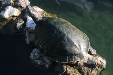 Tortoise Turtle