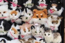Toy Cats Background