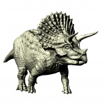 Triceratops Attacking
