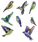 Tropical Birds Transparent