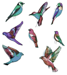 Tropical Birds Transparent