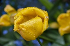 Tulip Hybrid