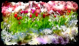 Tulip Wash Background