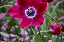 Tulipa Greigii